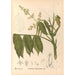 Riproduzione del dipinto Piante medicinali Pl128 - Charles Frederick Millspaugh