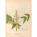 Piante medicinali Pl129 - Charles Frederick Millspaugh — vista dell’opera