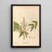 Piante medicinali Pl129 - Charles Frederick Millspaugh — quadro incorniciato alla parete