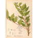 Riproduzione del dipinto Piante medicinali Pl130 - Charles Frederick Millspaugh