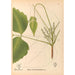 Piante medicinali Pl131 - Charles Frederick Millspaugh — vista dell’opera