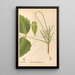 Piante medicinali Pl131 - Charles Frederick Millspaugh — quadro incorniciato alla parete