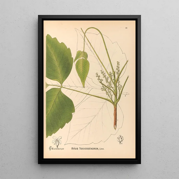 Charles Frederick Millspaugh - Medicinal Plants Pl131.webp