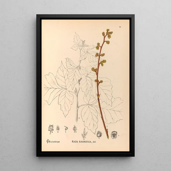 Charles Frederick Millspaugh - Medicinal Plants Pl132.webp