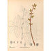 Riproduzione del dipinto Piante medicinali Pl132 - Charles Frederick Millspaugh