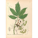Piante medicinali Pl133 - Charles Frederick Millspaugh — vista dell’opera