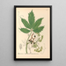 Piante medicinali Pl133 - Charles Frederick Millspaugh — quadro incorniciato alla parete
