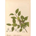 Piante medicinali Pl134 - Charles Frederick Millspaugh — vista dell’opera