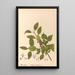 Piante medicinali Pl134 - Charles Frederick Millspaugh — quadro incorniciato alla parete