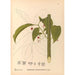 Riproduzione del dipinto Piante medicinali Pl135 - Charles Frederick Millspaugh