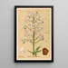 Piante medicinali Pl136 - Charles Frederick Millspaugh — quadro incorniciato alla parete