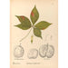 Riproduzione del dipinto Piante medicinali Pl137 - Charles Frederick Millspaugh