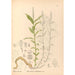 Piante medicinali Pl138 - Charles Frederick Millspaugh — vista dell’opera