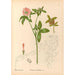 Piante medicinali Pl140 - Charles Frederick Millspaugh — vista dell’opera