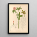 Piante medicinali Pl140 - Charles Frederick Millspaugh — quadro incorniciato alla parete