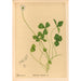 Riproduzione del dipinto Piante medicinali Pl141 - Charles Frederick Millspaugh