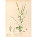 Piante medicinali Pl142 - Charles Frederick Millspaugh — vista dell’opera