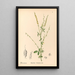 Piante medicinali Pl142 - Charles Frederick Millspaugh — quadro incorniciato alla parete