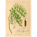 Riproduzione del dipinto Piante medicinali Pl143 - Charles Frederick Millspaugh