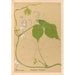 Riproduzione del dipinto Piante medicinali Pl144 - Charles Frederick Millspaugh