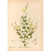 Piante medicinali Pl145 - Charles Frederick Millspaugh — vista dell’opera