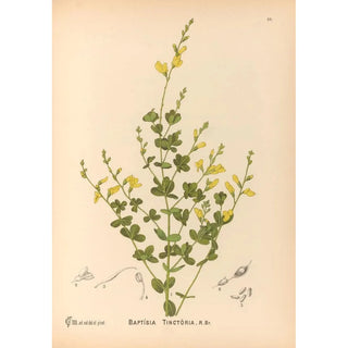 Charles Frederick Millspaugh - Medicinal Plants Pl145.webp