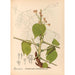 Riproduzione del dipinto Piante medicinali Pl146 - Charles Frederick Millspaugh