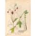 Piante medicinali Pl147 - Charles Frederick Millspaugh — vista dell’opera