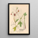 Piante medicinali Pl147 - Charles Frederick Millspaugh — quadro incorniciato alla parete