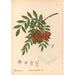 Piante medicinali Pl149 - Charles Frederick Millspaugh — vista dell’opera