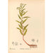 Riproduzione del dipinto Piante medicinali Pl150 - Charles Frederick Millspaugh