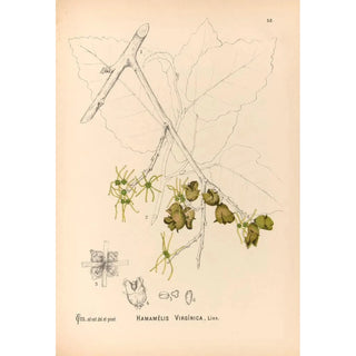 Charles Frederick Millspaugh - Medicinal Plants Pl151.webp