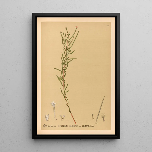 Charles Frederick Millspaugh - Medicinal Plants Pl152.webp