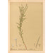 Riproduzione del dipinto Piante medicinali Pl152 - Charles Frederick Millspaugh
