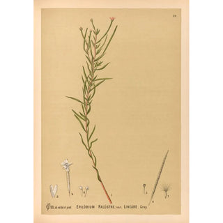 Charles Frederick Millspaugh - Medicinal Plants Pl152.webp