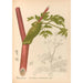 Riproduzione del dipinto Piante medicinali Pl157 - Charles Frederick Millspaugh