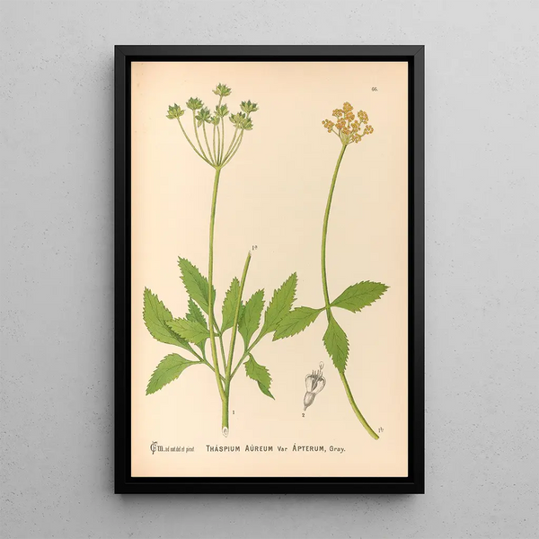 Charles Frederick Millspaugh - Medicinal Plants Pl159.webp
