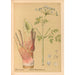 Piante medicinali Pl161 - Charles Frederick Millspaugh — vista dell’opera