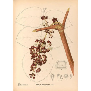 Charles Frederick Millspaugh - Medicinal Plants Pl162.webp