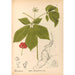 Piante medicinali Pl163 - Charles Frederick Millspaugh — vista dell’opera