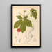 Piante medicinali Pl163 - Charles Frederick Millspaugh — quadro incorniciato alla parete