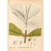 Riproduzione del dipinto Piante medicinali Pl167 - Charles Frederick Millspaugh