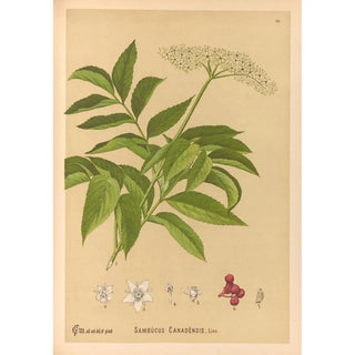 Charles Frederick Millspaugh - Medicinal Plants Pl168.webp