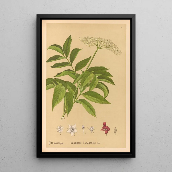 Charles Frederick Millspaugh - Medicinal Plants Pl168.webp
