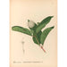 Riproduzione del dipinto Piante medicinali Pl169 - Charles Frederick Millspaugh
