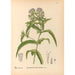 Piante medicinali Pl172 - Charles Frederick Millspaugh — vista dell’opera