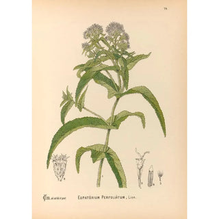 Charles Frederick Millspaugh - Medicinal Plants Pl172.webp