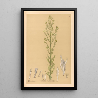 Charles Frederick Millspaugh - Medicinal Plants Pl173.webp