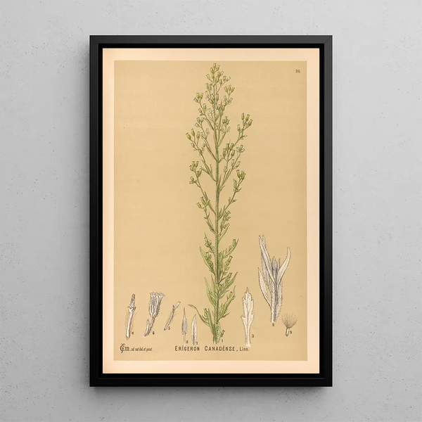 Charles Frederick Millspaugh - Medicinal Plants Pl173.webp