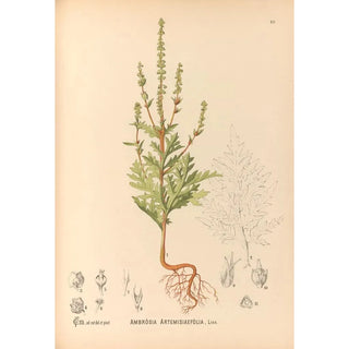 Charles Frederick Millspaugh - Medicinal Plants Pl175.webp